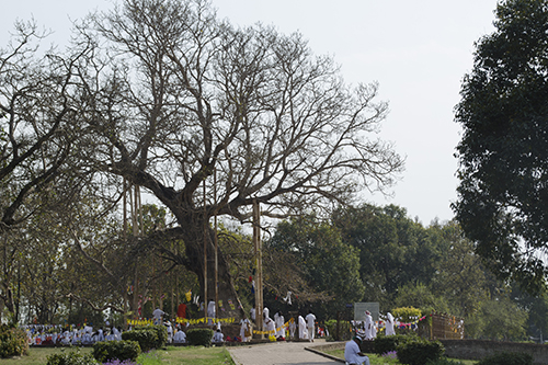 jour 11 Sravasti bodhi tree